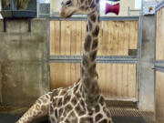 This image provided by the Great Plains Zoo shows Chioke relaxing in an enclosure at the zoo in Sioux Falls, S.D., in May 2023. The beloved 18-year-old reticulated giraffe died, March 28, 2024, the zoo announced Thursday, April 4, 2024. Chioke, born in Busch Gardens in Tampa, Fla., came to the zoo in 2007. He grew to nearly 15 feet tall and sired three offspring, who went on to other zoos.