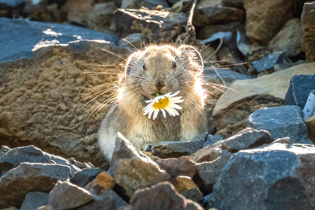 The Oregon Zoo is recruiting volunteers to seek out one of the Columbia River Gorge&rsquo;s cutest residents this summer: the American pika.