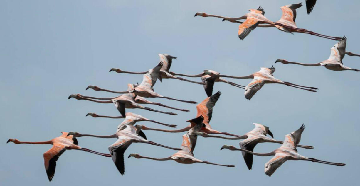 A flock of flamingos fly over Florida Bay on April 23. (Matias J.