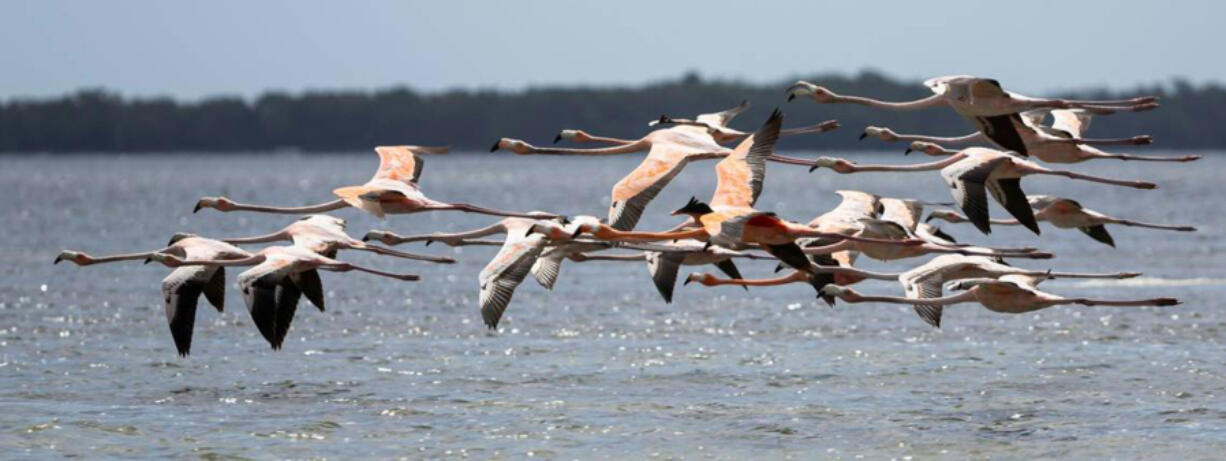 A flock of flamingos fly over Florida Bay on Tuesday, April 23, 2024. (Matias J.