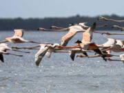 A flock of flamingos fly over Florida Bay on Tuesday, April 23, 2024. (Matias J.