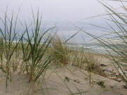 Beach grass grows along the Oregon Coast. Once sparsely vegetated, settlers planted nonnative grasses to keep the sand from shifting in the wind. Those nonnative grass species are breeding with native plants and hindering habitat conservation efforts.