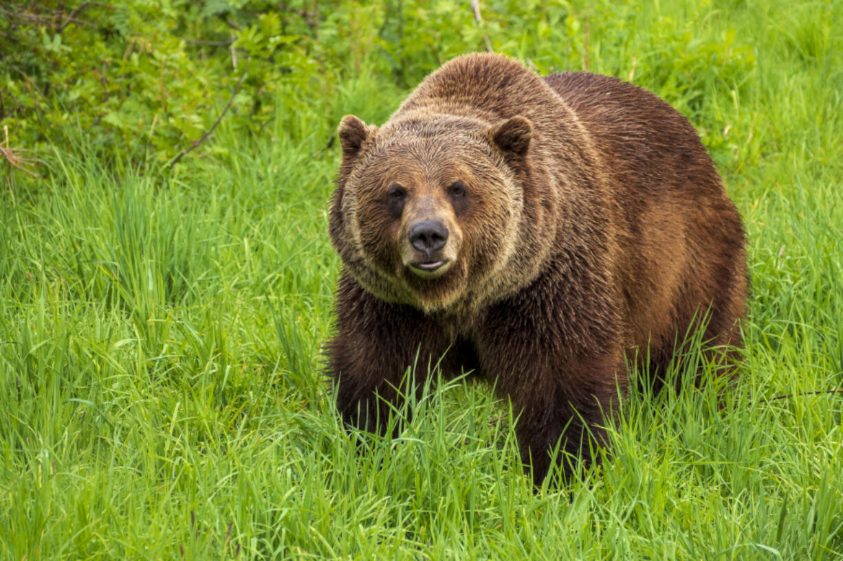 Federal officials decided last month to reintroduce grizzly bears to Washington&rsquo;s North Cascades.