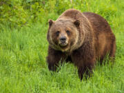 Federal officials decided last month to reintroduce grizzly bears to Washington&rsquo;s North Cascades.