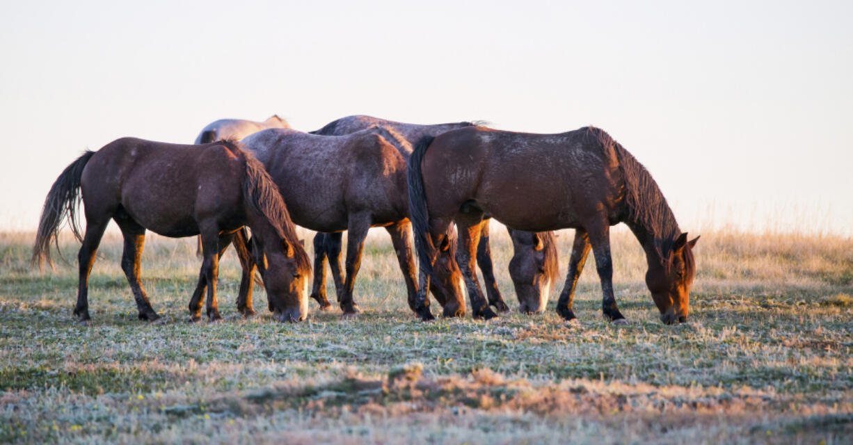 Wild horses at sunset at Theodore Roosevelt National Park in North Dakota.