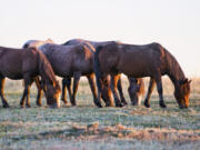 Wild horses at sunset at Theodore Roosevelt National Park in North Dakota.