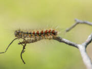 A spongy moth caterpillar on a dead branch.