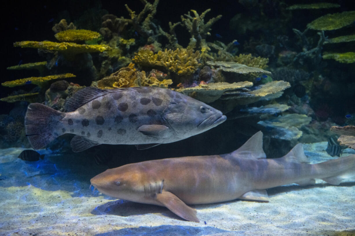 The new Tropical Reef Aquarium habitat will open at Point Defiance Zoo in Tacoma on June 14.