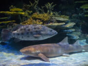 The new Tropical Reef Aquarium habitat will open at Point Defiance Zoo in Tacoma on June 14.