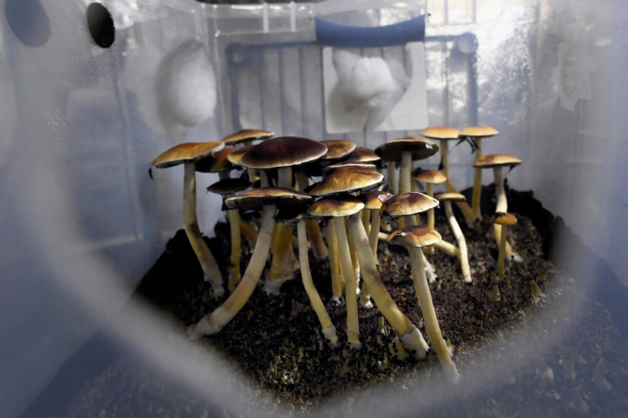 Mazatec psilocybin mushrooms are ready for harvest in their growing tub on May 19, 2019, in Denver.