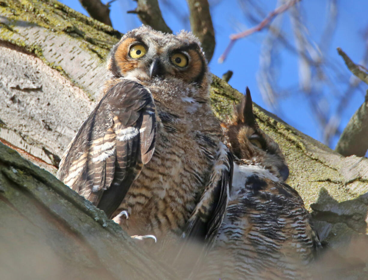 A juvenile great horned owl, left, sits next to its mother in a tree near North Pond in Lincoln Park on April 14, 2024.