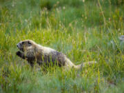 An Olympic marmot.