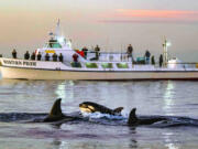 With a calf following close by, orcas swim near the various whale watching boats following the orcas as they swim Jan. 9 off the coast of Huntington Beach at sunset in California.