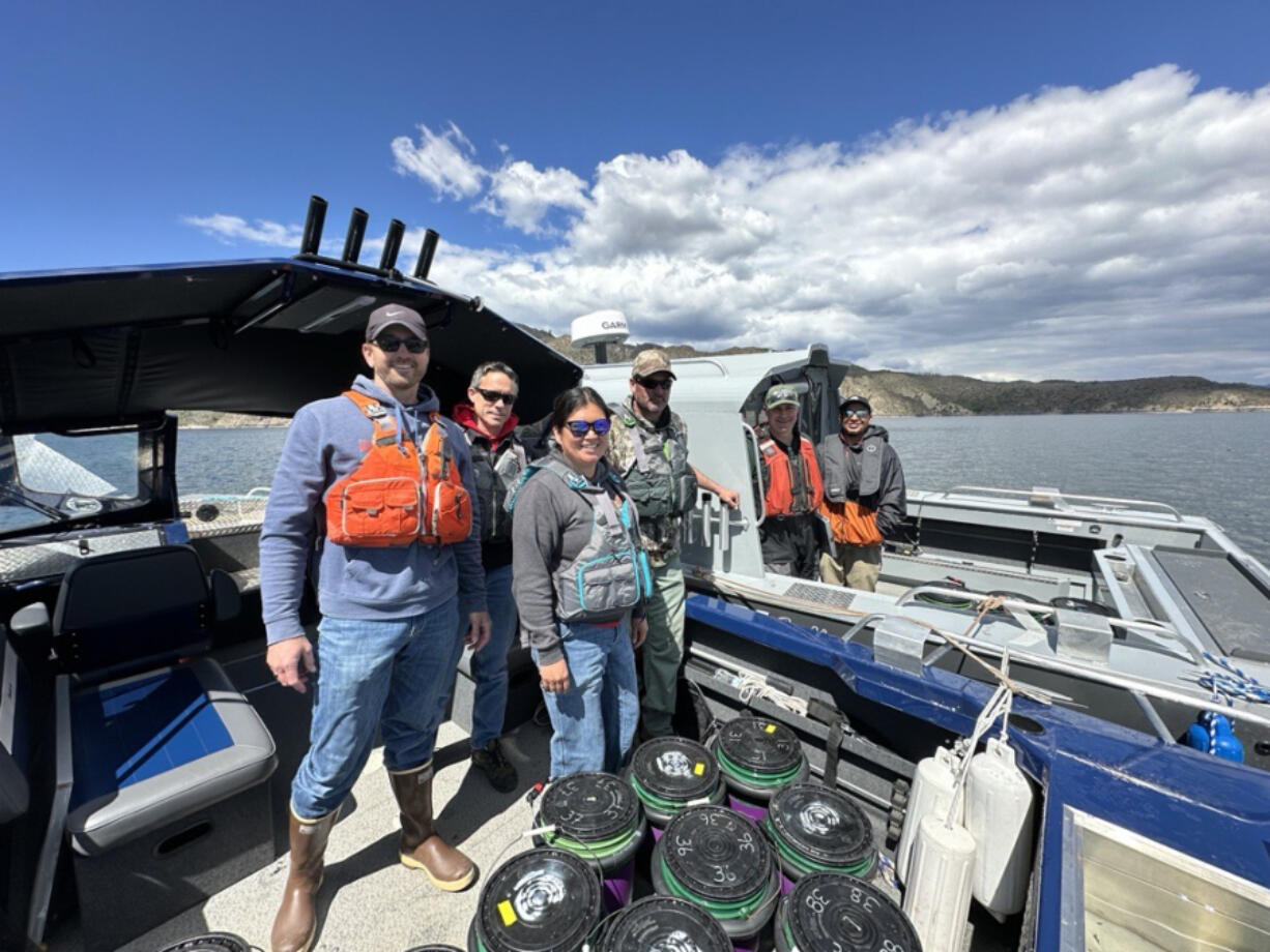 A release of juvenile Chinook salmon near Keller Ferry, WA May 2, 2024. Staff from the Confederated Tribes of the Colville Reservation and the U.S. Geological Survey released juvenile Chinook in Lake Roosevelt to study.