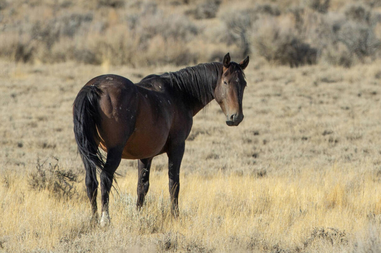 A wild horse roams public land on Sept. 11, 2020, near Eureka, Nevada.