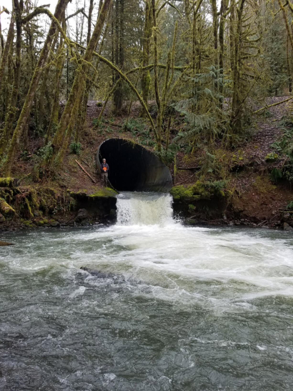 Pete Barber, restoration ecologist for the Cowlitz Indian Tribe, stands in an Ostrander Creek culvert scheduled for removal. The tribe received $1.9 million in federal funding for the project.