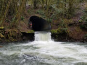 Pete Barber, restoration ecologist for the Cowlitz Indian Tribe, stands in an Ostrander Creek culvert scheduled for removal. The tribe received $1.9 million in federal funding for the project.