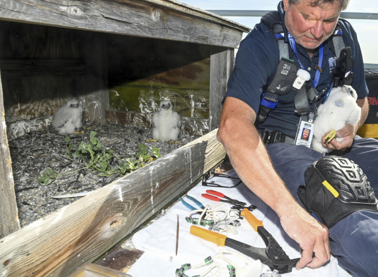 New York City Department of Environmental Protection Research Scientist Christopher Nadareski checks on three newly hatched peregrine falcon chicks in their nest atop the Brooklyn tower of the Verrazzano-Narrows Bridge in New York on May 24. (Marc A.