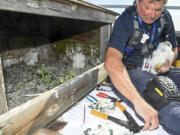 New York City Department of Environmental Protection Research Scientist Christopher Nadareski checks on three newly hatched peregrine falcon chicks in their nest atop the Brooklyn tower of the Verrazzano-Narrows Bridge in New York on May 24. (Marc A.