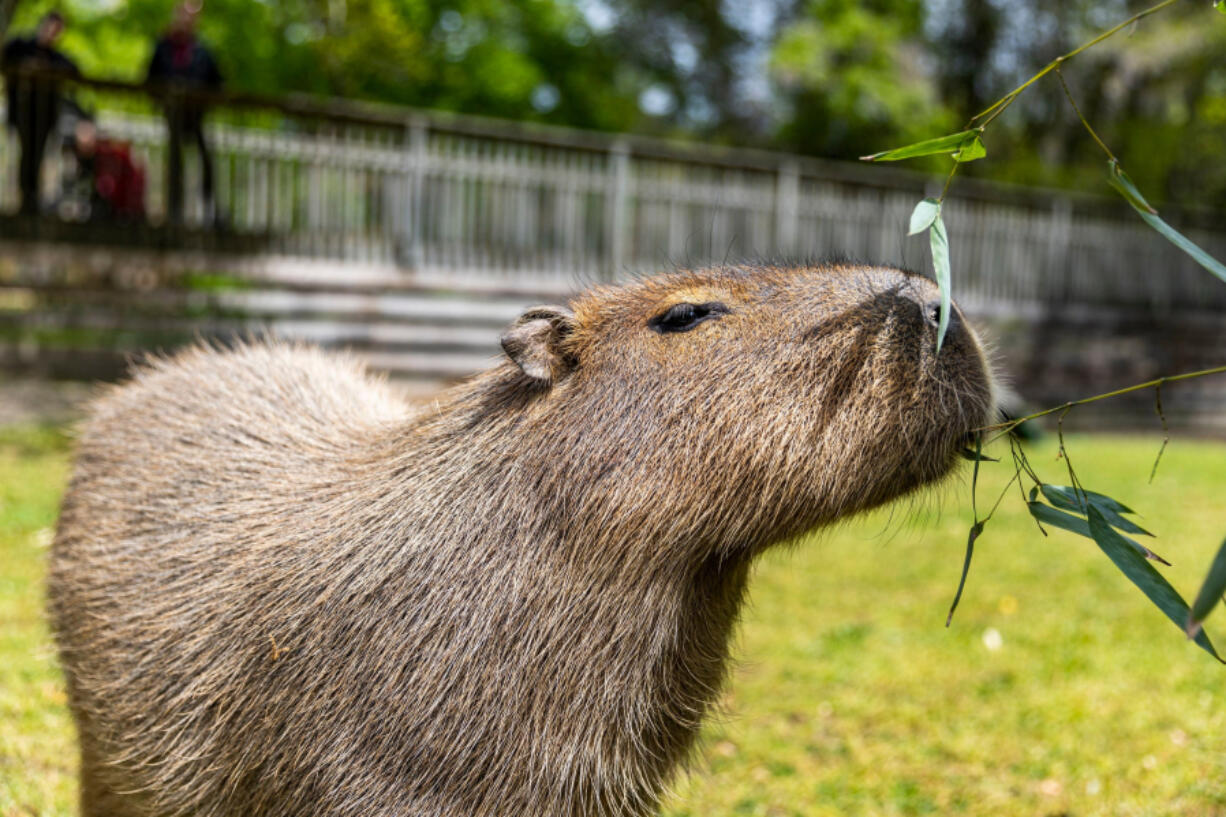 Marigold, one of four capybaras at the Cape May County Zoo, eats bamboo leaves for a midday treat. Capybaras are the world&rsquo;s largest rodents.