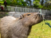 Marigold, one of four capybaras at the Cape May County Zoo, eats bamboo leaves for a midday treat. Capybaras are the world&rsquo;s largest rodents.