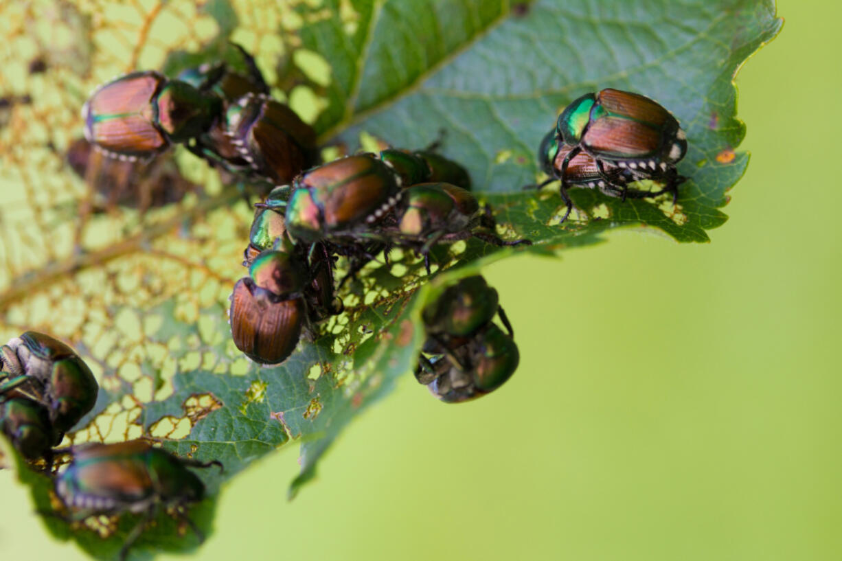 A beloved backyard peach tree produced only a few fruits a year because Japanese beetles in the hundreds would eat at the leaves, depleting the plant&rsquo;s energy to make peaches.