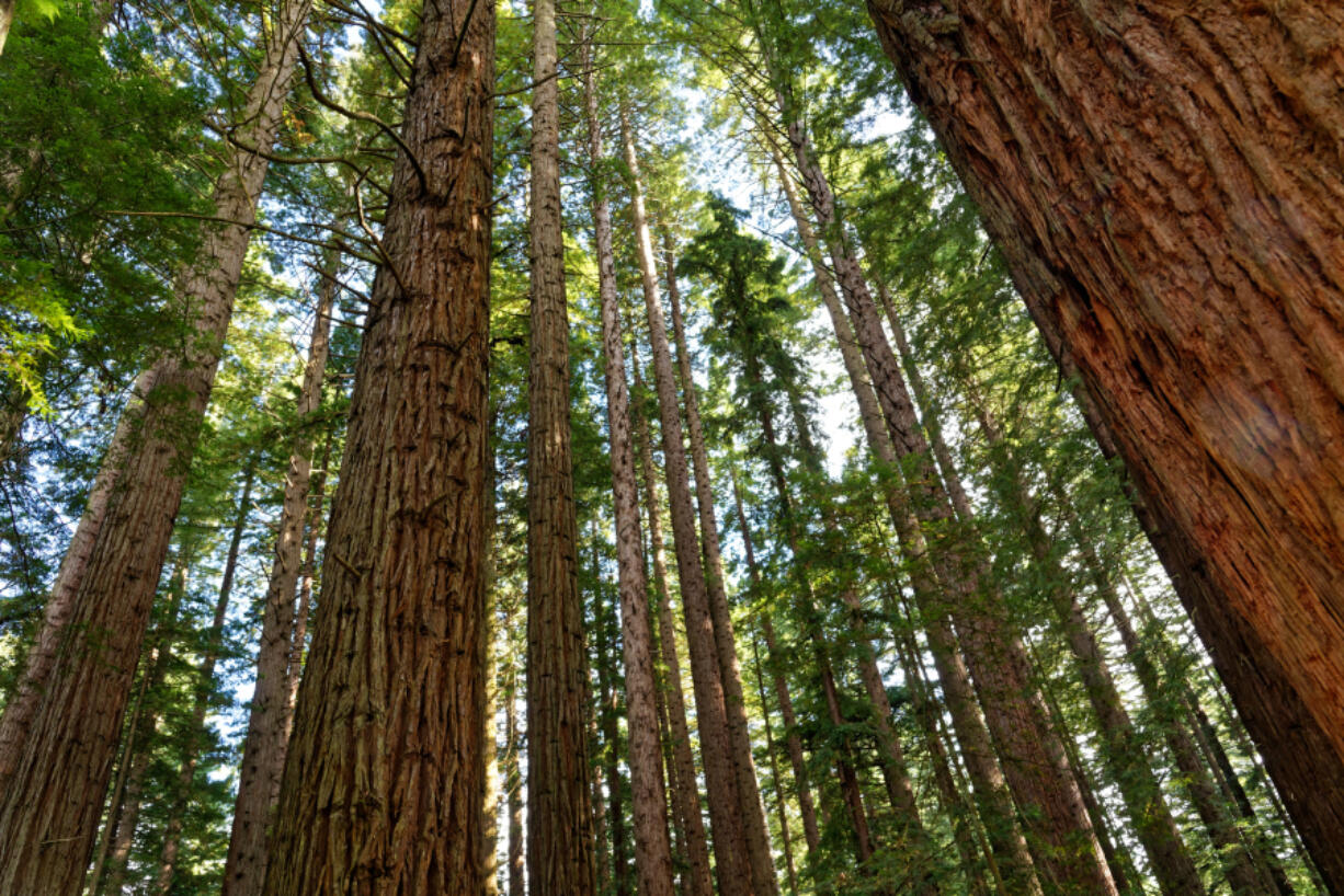 A California Coastal Redwood forest in Rotorua, New Zealand.