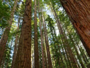 A California Coastal Redwood forest in Rotorua, New Zealand.