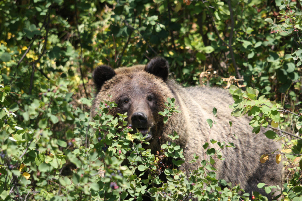 A grizzly bear in Grand Teton National Park.