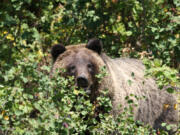 A grizzly bear in Grand Teton National Park.