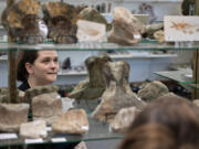 Fossils like these ammonites and dinosaur bones make up a portion of the inventory at Crystal Cavern in downtown Camas.