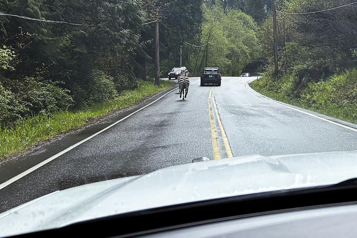 This image provided by the Washington State Patrol shows zebras that got loose Sunday, April 28, 2024, when the driver stopped at the Interstate 90 exit to North Bend, Wash., to secure the trailer in which they were being carried. The Washington State Patrol said the four zebras made their way to the town before three were capture, and the fate of the fourth was not immediately known.