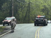 This image provided by the Washington State Patrol shows zebras that got loose Sunday, April 28, 2024, when the driver stopped at the Interstate 90 exit to North Bend, Wash., to secure the trailer in which they were being carried. The Washington State Patrol said the four zebras made their way to the town before three were capture, and the fate of the fourth was not immediately known.