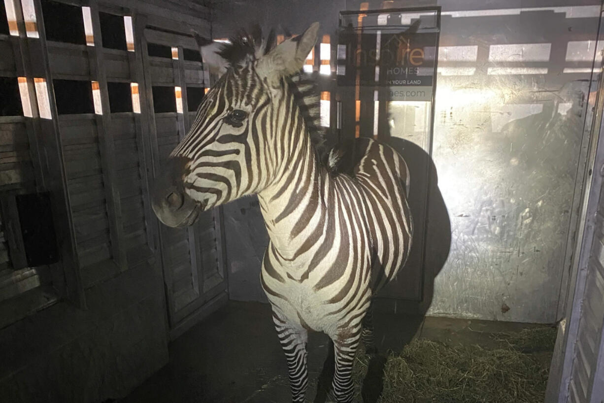 This photo provided by the Regional Animal Services of King County shows the zebra Shug in a trailer after it was captured Friday, May 3, 2024, in Riverbend, Wash., about 30 miles (48 kilometers) east of Seattle. The zebra was one of four that escaped as they were being transported from Washington to Montana last Sunday.