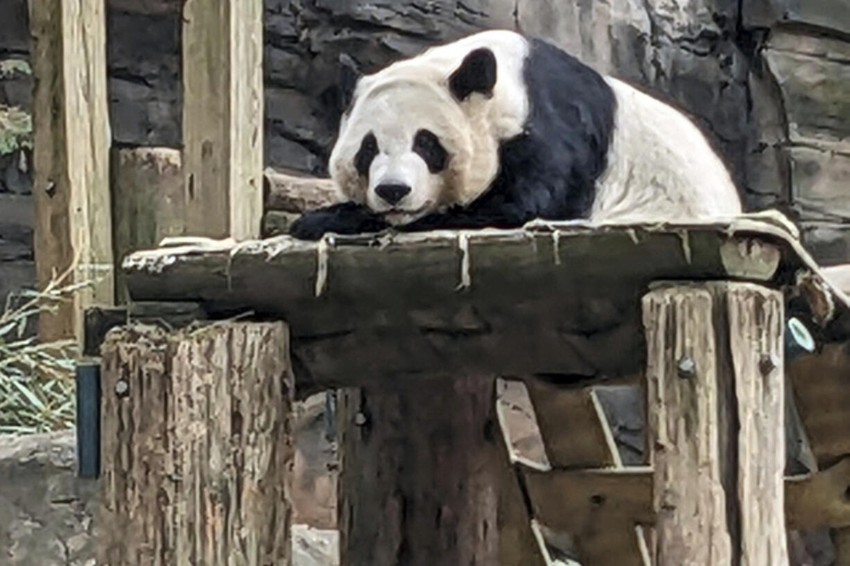 One of four panda bears at Zoo Atlanta rests in their habitat on Dec. 30, 2023, in Atlanta. The zoo&rsquo;s giant panda bear agreement with China expires in late 2024, and plans are underway for Lun Lun, Yang Yang, Ya Lun and Xi Lun to travel to China later in the year, though further details on their travel were not immediately available.