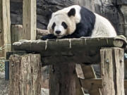 One of four panda bears at Zoo Atlanta rests in their habitat on Dec. 30, 2023, in Atlanta. The zoo&rsquo;s giant panda bear agreement with China expires in late 2024, and plans are underway for Lun Lun, Yang Yang, Ya Lun and Xi Lun to travel to China later in the year, though further details on their travel were not immediately available.