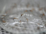 A mosquito sits in the bottom of a bottle containing a particular insecticide as part of a test during a tour of the Center for Disease Control laboratory Thursday, April 4, 2024, in Fort Collins, Colo.