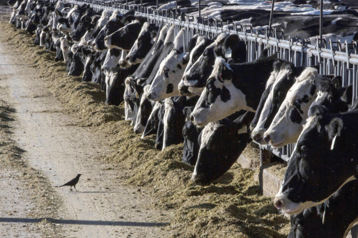 FILE - Dairy cattle feed at a farm on March 31, 2017, near Vado, N.M. Another Michigan dairy worker has been diagnosed with bird flu, the third human case associated with an outbreak in U.S. dairy cows, health officials said Thursday, May 30, 2024.