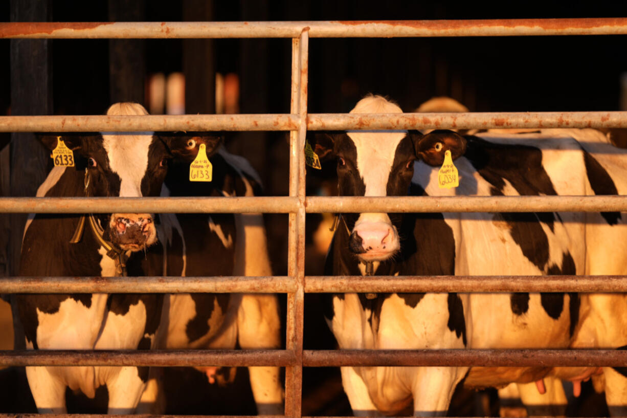 FILE - Dairy cows stand together at a farm, Monday, April 1, 2024, in Clinton, Maine. Federal health and agriculture officials pledged new spending and other efforts Friday, May 10, 2024, to help track and contain an outbreak of bird flu in the nation&#039;s dairy cows that has spread to more than 40 herds in nine states. (AP Photo/Robert F.