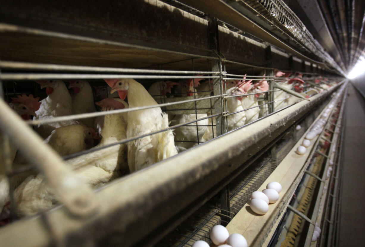 FILE - Chickens stand in their cages at a farm, Nov. 16, 2009, near Stuart, Iowa. More than 4 million chickens in Iowa will have to be killed after a case of the highly pathogenic bird flu was detected at a large egg farm, the state announced Tuesday, May 28, 2024.