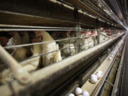 FILE - Chickens stand in their cages at a farm, Nov. 16, 2009, near Stuart, Iowa. More than 4 million chickens in Iowa will have to be killed after a case of the highly pathogenic bird flu was detected at a large egg farm, the state announced Tuesday, May 28, 2024.