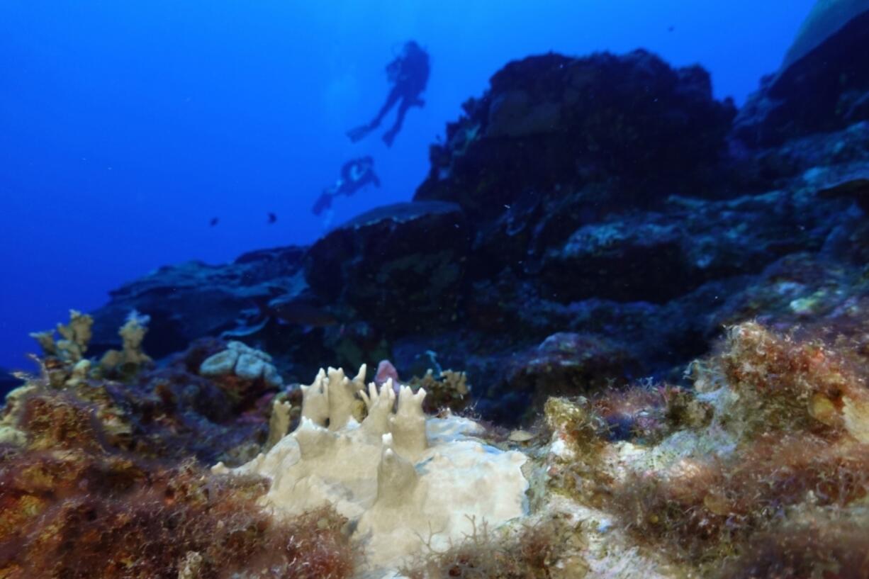 Bleached coral is visible Sept. 16, 2023, at the Flower Garden Banks National Marine Sanctuary, off the coast of Galveston, Texas, in the Gulf of Mexico.