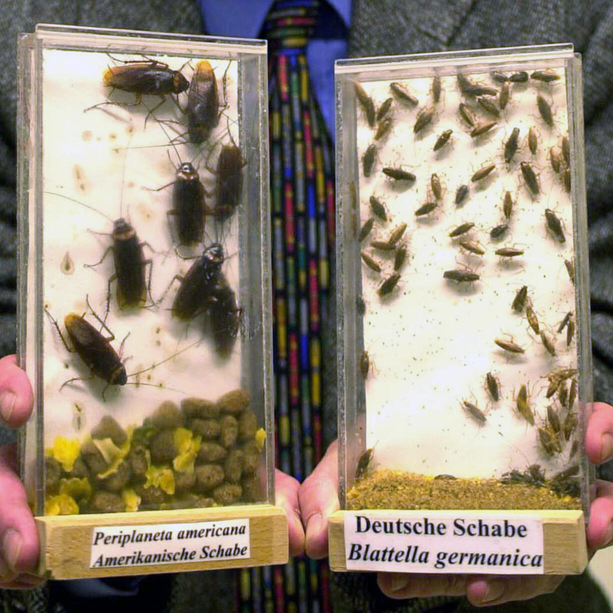 FILE - A biologist shows examples of American cockroaches (Periplaneta americana) and German cockroaches (Blattella germanica) at a lab in Monheim, Germany, March 5, 2001. A new study, published Monday, May 20, in the journal Proceedings of the National Academy of Sciences, tracks how cockroaches spread around the globe to become the survival experts we know today. (AP Photo/Hermann J.