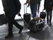 FILE - A traveler pulls his dog in a wheeled carrier at the Benito Juarez International Airport in Mexico City, Wednesday, Dec. 21, 2022. If you are bringing a dog into the U.S. &mdash; whether if you are returning from a trip overseas with Rover, visiting the U.S., or adopting a dog from abroad &mdash; you have to follow a set of new rules released by the Centers for Disease Control and Prevention on Wednesday, May 8, 2024, designed to help prevent the spread of rabies.