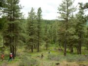 All Internal Rights.      Forestry workshop near Cle Elum, WA.