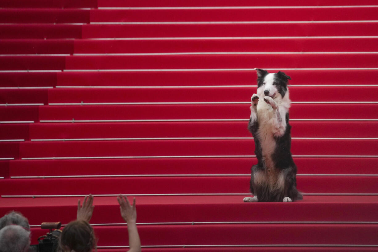 Messi the dog poses for photographers Tuesday upon arrival at the awards ceremony and the premiere of the film &ldquo;The Second Act&rdquo; during the 77th international film festival, Cannes, southern France.