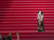 Messi the dog poses for photographers Tuesday upon arrival at the awards ceremony and the premiere of the film &ldquo;The Second Act&rdquo; during the 77th international film festival, Cannes, southern France.