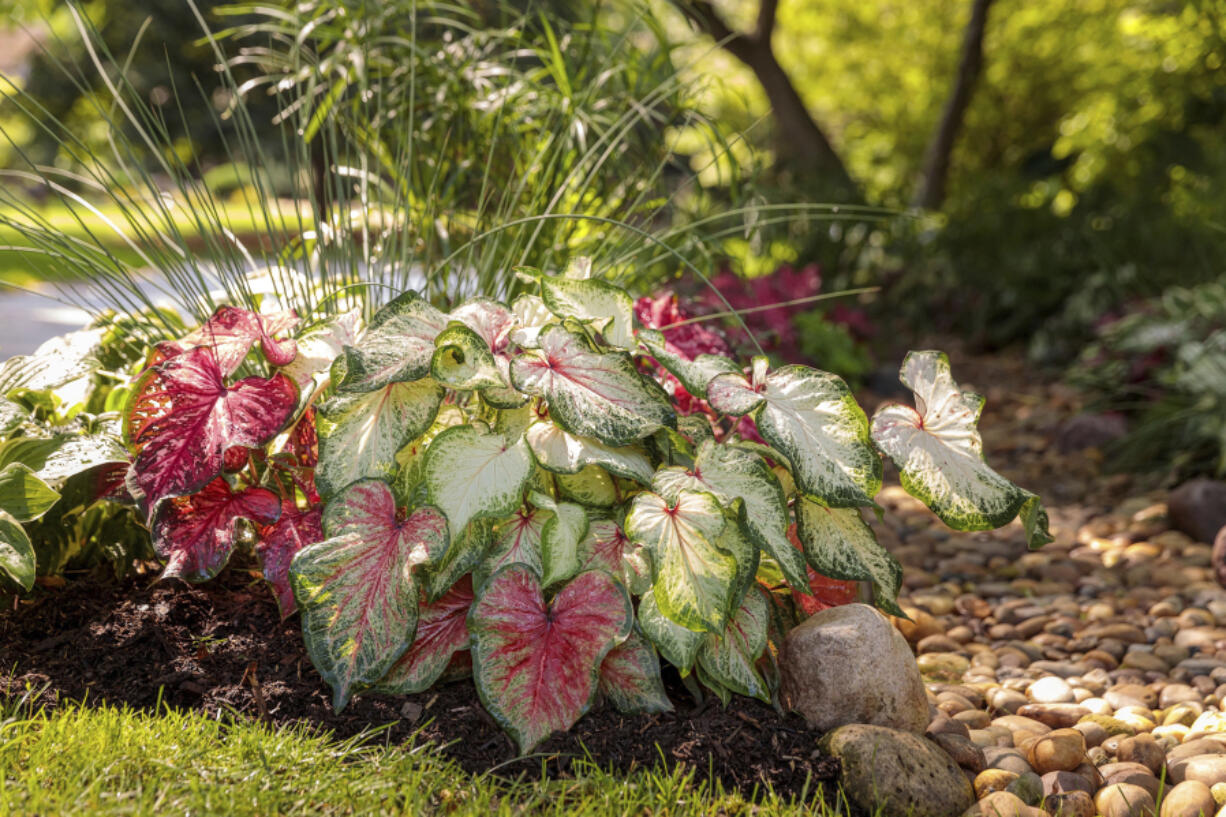 Heart to Heart &ldquo;Bold &lsquo;N Beautiful&rdquo; and &ldquo;Scarlet Flame&rdquo; Caladium varieties can be planted in sunny or shady conditions.