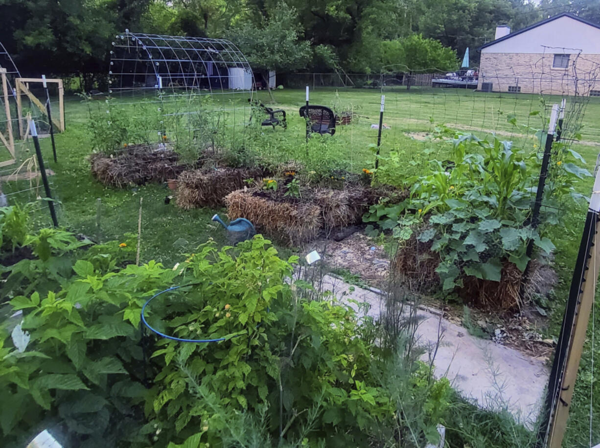 A variety of crops grow in straw bales in a garden in July 2023 in Livonia, Mich.