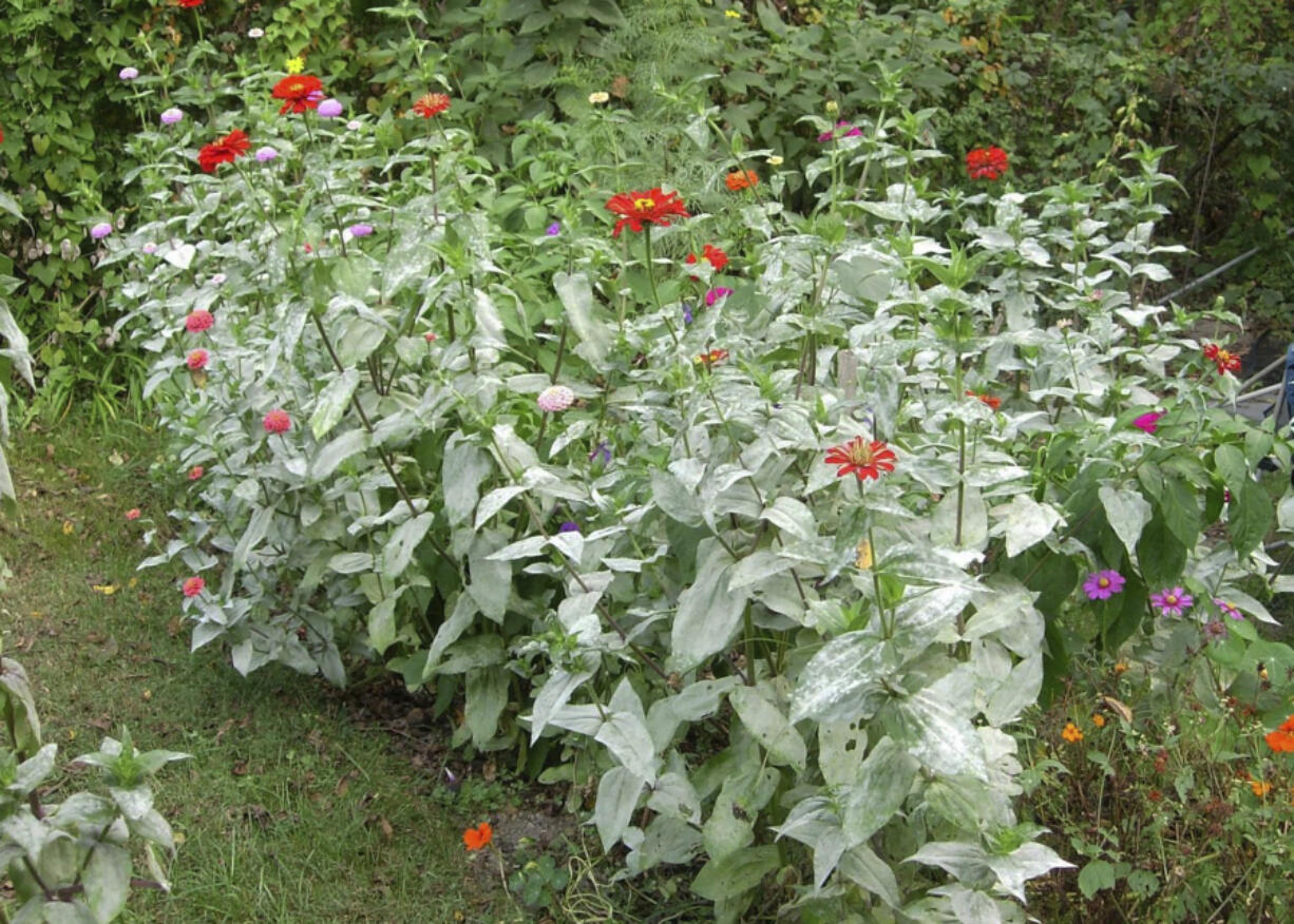 Powdery mildew symptoms on zinnia plants.